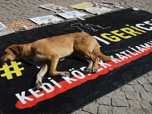 'The Massacre Law': Why Turkey wants to cull 4 million stray dogs