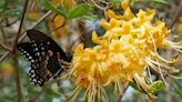 Bring in the butterflies: Go wild with native azaleas