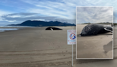 Massive humpback whale mysteriously washes up on beach