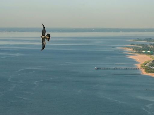 3 falcon chicks hatch atop the Verrazzano-Narrows Bridge in New York City