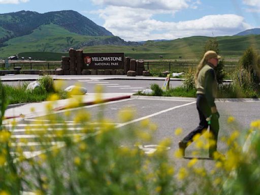 A Yellowstone trip that ended with a man being arrested for kicking a bison