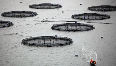 Millions of pounds worth of Scottish salmon in emergency quarantine