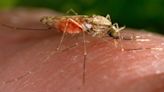'Extremely rare' case of mosquito-borne dengue found in California