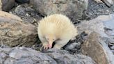 ‘Adorable’ albino creature spotted on Australia road. See ‘once in a lifetime’ photos
