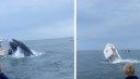 Watch: Humpback Whale Capsizes Boat, Launching Two Fishermen Overboard