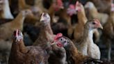 Brazil Halts All Chicken Exports to China as Virus Takes Toll