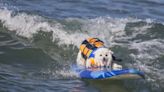 Dogs Compete in Huntington Beach Surfing Competition