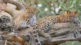 CMZoo celebrates birthday of endangered leopards