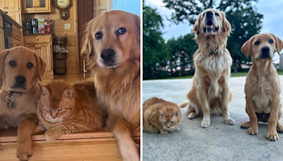 Hearts melt after dogs decide to include cat sibling in "their pack"