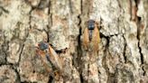 When will cicadas really emerge in Chicago area? Here's when experts expect them to peak