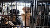 Puppy mills often slip through the loopholes, experts say. Here are 5 things to know.