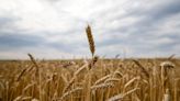 El norte bonaerense recibió milímetros clave y el área de trigo crece 23% en la principal región agrícola