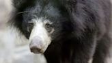 Three bears die of cold in plane grounded at Belgium airport