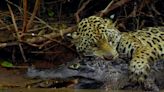 El felino de la selva peruana que come caimanes y es venerado en tribus indígenas