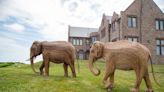 Newport Restoration Foundation hosting community events to view Great Elephant Migration