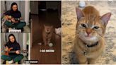 「I Go Meow」迷因貓當天使了！ 飼主曝死訊：以為牠還很年輕