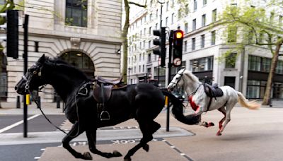 Horses loose in London gallop through streets, crash into vehicles