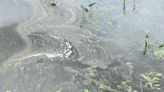 Toxic algae bloom seen at Big Chapman Lake