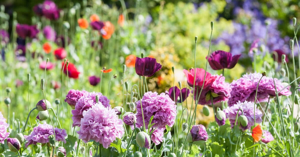 Peonies, irises and sunflowers to grow like crazy with three gardening tips