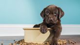 How to watch Puppy Bowl XX live online for free—without cable