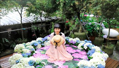 竹子湖繡球花滿開 打造8打卡點