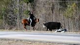 Look: More than 35 cows escape when cattle truck crashes in S.C.