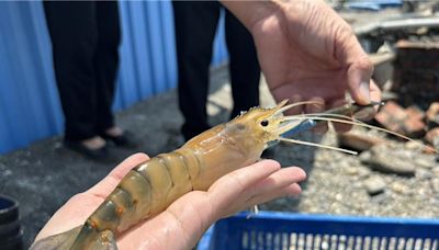 搶便宜來了！潮州「賽神蝦」4日登場 蝦農寄望泰國蝦產業復甦 - 寶島