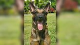 Rowan County K-9 dies following ‘tragic accident’