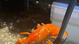 Wrong color? Florida Red Lobster donates orange lobster to Myrtle Beach Ripley’s Aquarium