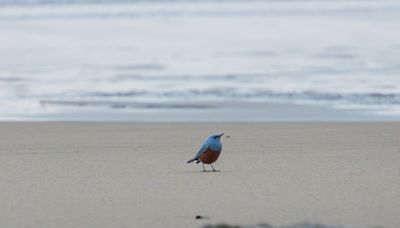 Extremely Rare Blue Rock Thrush Spotted in Oregon Might Be the First Ever in the United States