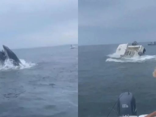 El momento en que una ballena jorobada voltea un barco y lanza a ocupantes al mar en New Hampshire