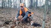 Beagles chasing bunnies creates the sound of music for hunters in the field