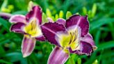 How To Grow And Care For Daylilies