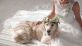 Couple's Dog Steals the Show on Their Wedding Day Simply by Being Herself