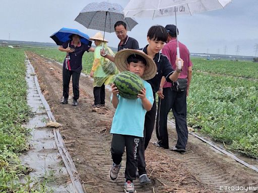 雲林縣府聯手農會合辦夏日盛果體驗 小學師生濁水溪畔摘西瓜