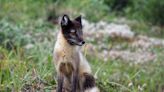 Spying on Arctic foxes from space reveals the species have a green thumb effect on tundra