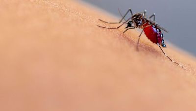It's mosquito season: How to control and prevent bites