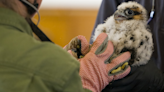 Young peregrine falcons in Pitt's Cathedral of Learning nest learning to fly