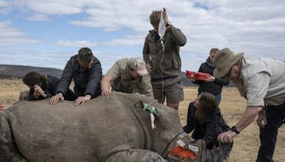 Usan material radiactivo para disuadir cazadores de rinocerontes en Sudáfrica