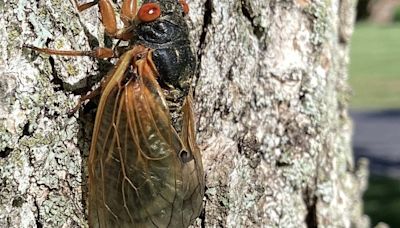 Are cicadas locusts? What's the difference and will they be in Florida?