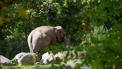 Where’s Happy? The mystery surrounding Bronx Zoo’s famous elephant