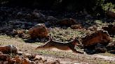 European lynx species rebounds from brink of extinction