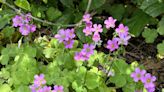 Pink, Creeping woodsorrel are a problem. Here's how to get rid of them in your yard.