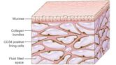 Interstitium