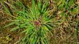 How to get rid of crabgrass without damaging your lawn