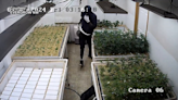 Security guard kidnapped during heist at Tumwater cannabis production facility