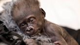 Baby gorilla Jameela bonds with mom in second integration into gorilla troop at new zoo