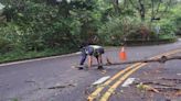 太平山區暴雨樹倒 警排除路障護路人