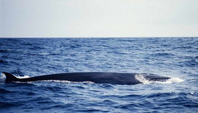 44-Foot Endangered Whale Found Dead on Cruise Ship's Bow as It Arrives in New York City