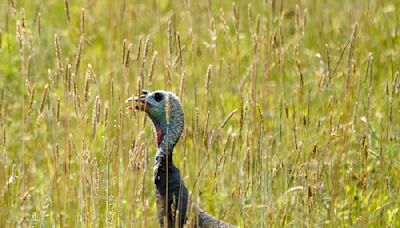 What you need to know about Maine’s spring wild turkey season